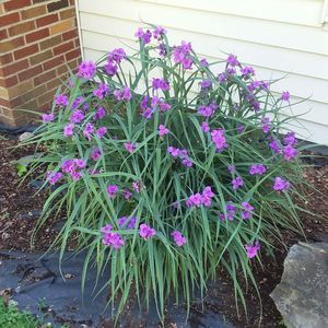 Meet your Posher, Diana